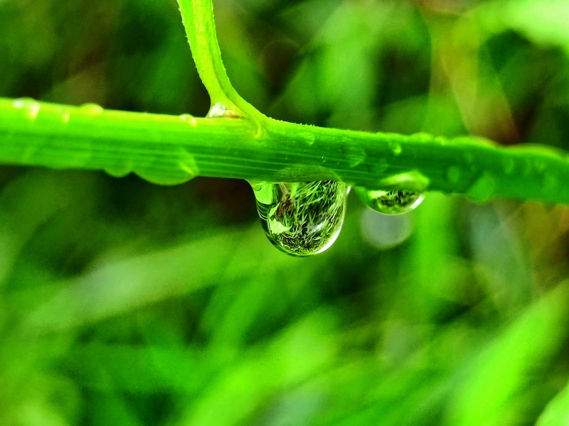 《露锁草梦》 太原公司 丁朝民